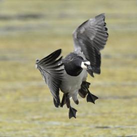 Winter Birding on the Saltmarsh