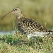 Curlew © www.northeastwildlife.co.uk