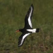 Oystercatcher