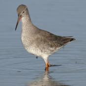 Redshank