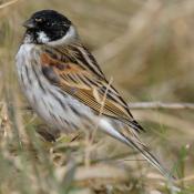 Reed Bunting