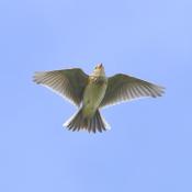 Skylark