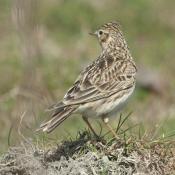 Skylark