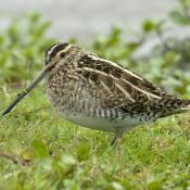 Snipe