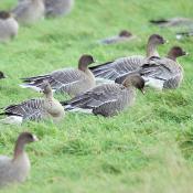 Pink-footed Goose